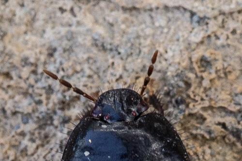Réf. 220 557 : Macroscytus brunneus
